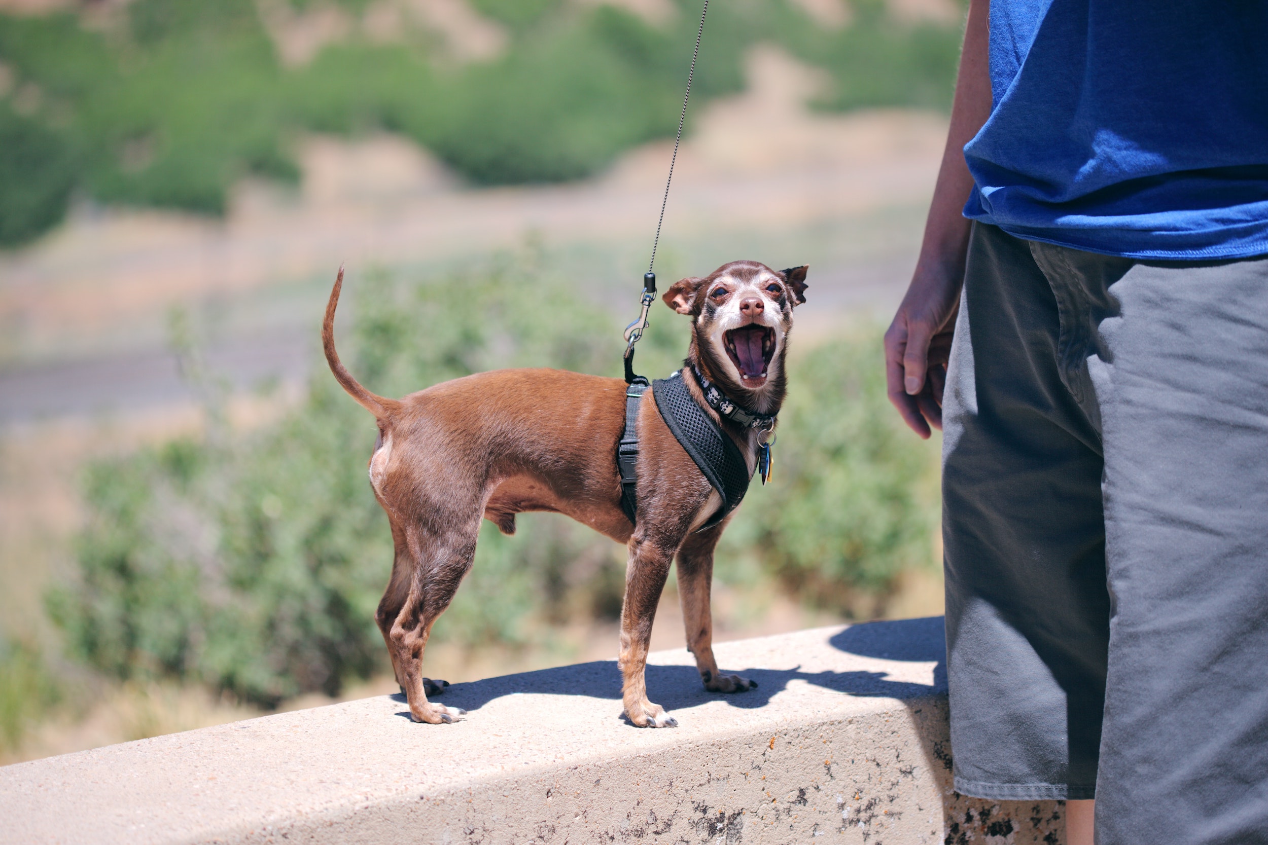 what-your-chihuahua-s-tail-is-telling-you-the-big-chi