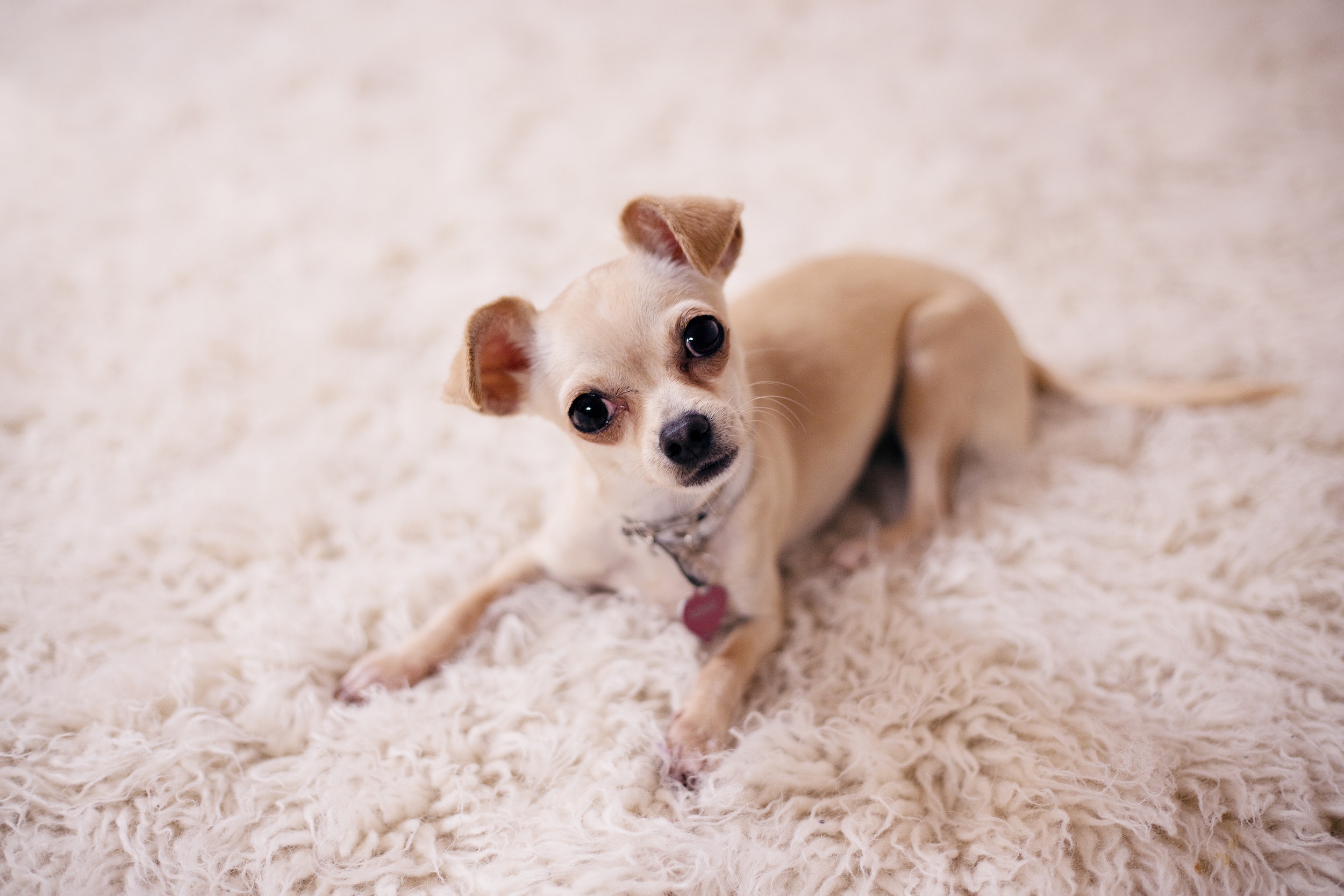 10. My Chihuahua's Nail Color is Changing: Should I Be Concerned? - wide 3